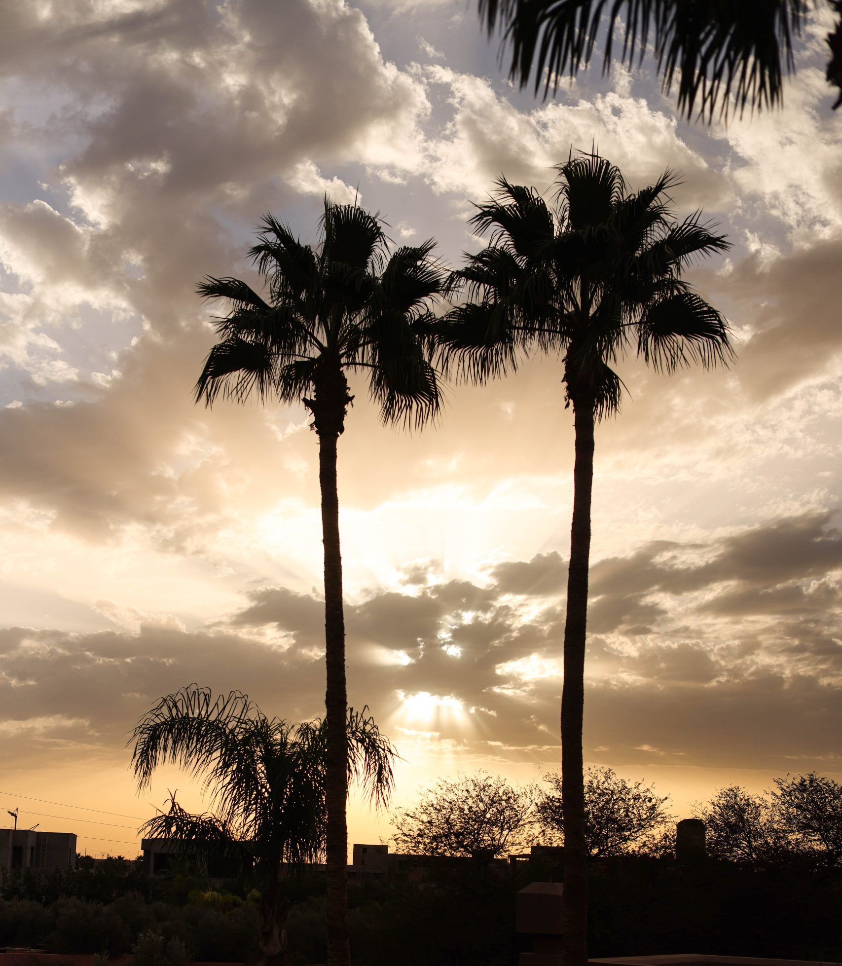 Palms silhouetted at sunset on the edge of Marrakech